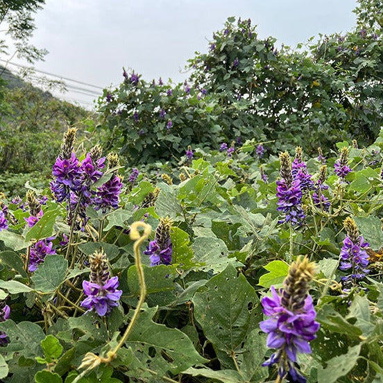 Ge Hua 葛花, Dried Lobed Kudzuvine Flower Tea, FIos Pueraria Lobata, Ge Gen Hua-Health Wisdom™