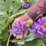 Ge Hua 葛花, Dried Lobed Kudzuvine Flower Tea, FIos Pueraria Lobata, Ge Gen Hua-Health Wisdom™