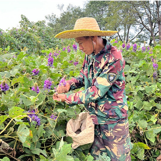 Ge Hua 葛花, Dried Lobed Kudzuvine Flower Tea, FIos Pueraria Lobata, Ge Gen Hua-Health Wisdom™