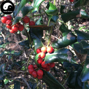 Gong Lao Zi 功劳子, Fructus Mahoniae, Chinese Mahonia Fruit-Health Wisdom™