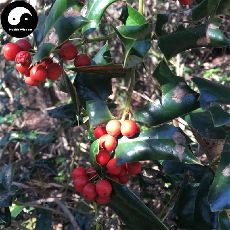 Gong Lao Zi 功劳子, Fructus Mahoniae, Chinese Mahonia Fruit-Health Wisdom™