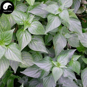 Gou Gan Cai 狗肝菜, Chinese Dicliptera Herb, Herba Diclipterae Chinensis, Lu Bian Qing-Health Wisdom™