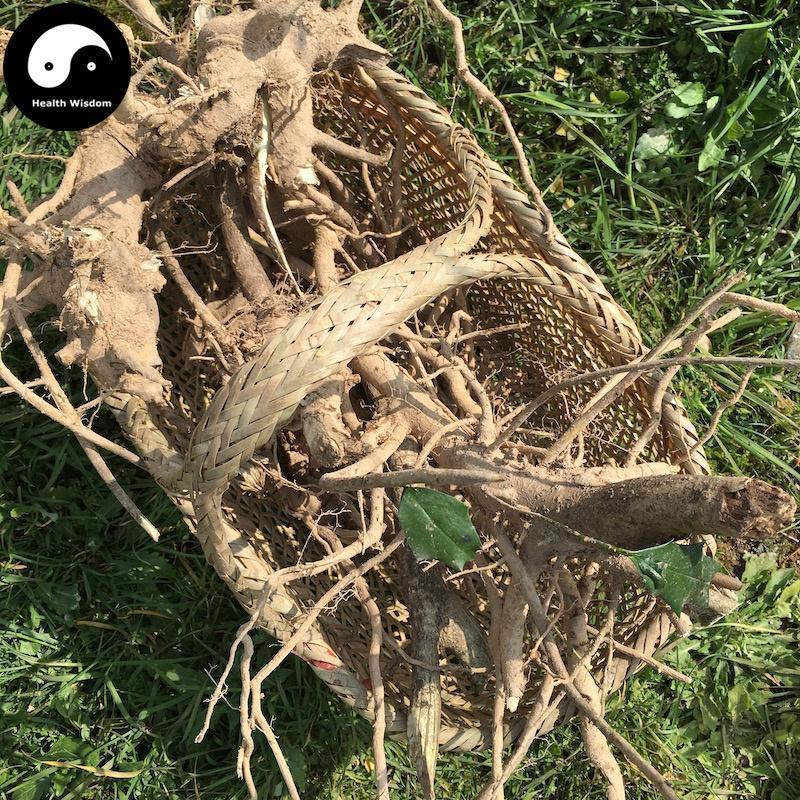Gou Gu Gen 枸骨根, Radix Ilicis Cornutae, Chinese Holly Root, Gong Lao Gen-Health Wisdom™
