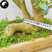 Gou Gu Gen 枸骨根, Radix Ilicis Cornutae, Chinese Holly Root, Gong Lao Gen-Health Wisdom™