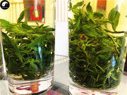 Gou Qi Cha 枸杞茶, Leaf Lycii, Wolfberry Leaves Tea, Goji Berry Leaf Tea-Health Wisdom™