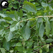 Gou Qi Ye 枸杞叶, Goji Leaf, Foliis Medlar, Wolfberry Tree Leaves, Boxthorn leaf, Folium Lycii-Health Wisdom™