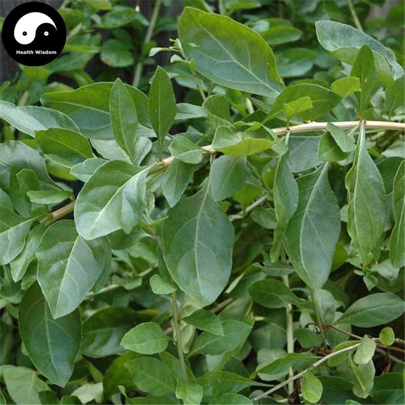 Gou Qi Ye 枸杞叶, Goji Leaf, Foliis Medlar, Wolfberry Tree Leaves, Boxthorn leaf, Folium Lycii-Health Wisdom™
