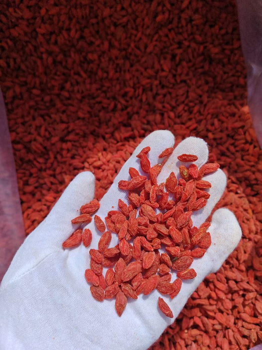 Elektro orgazm Katta etuk dumbalari bilan onlayn porno