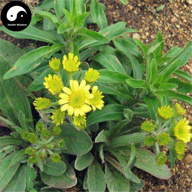 Gou She Cao 狗舌草, Kirilow Groundsel Herb, Herba Senecionis Kirilowi-Health Wisdom™