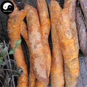 Gou Teng Gen 钩藤根, Uncaria Rhynchophylla Root, Radix Uncaria-Health Wisdom™