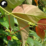 Gou Teng 鉤藤, Uncaria Rhynchophylla, Gambir Plant, Ramulus Uncariae Cum Uncis-Health Wisdom™
