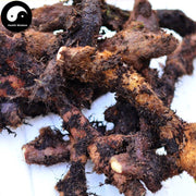 Gu Sui Bu 骨碎補, Rhizoma Drynariae, Fortune's Drynaria Rhizome, Rou Sui Bu-Health Wisdom™