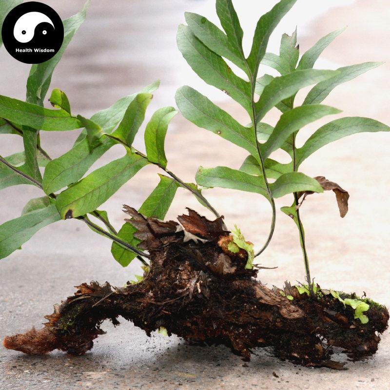 Gu Sui Bu 骨碎補, Rhizoma Drynariae, Fortune's Drynaria Rhizome, Rou Sui Bu-Health Wisdom™