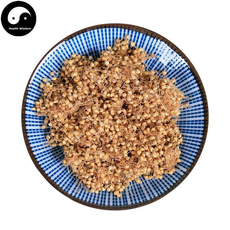 Gu Ya 生谷芽, FRUCTUS SETARIAE GERMINATUS, Rice-grain Sprout, Millet Sprout-Health Wisdom™