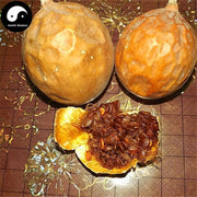 Gua Lou Pi 瓜蔞皮, Pericarpium Trichosanthis-Health Wisdom™