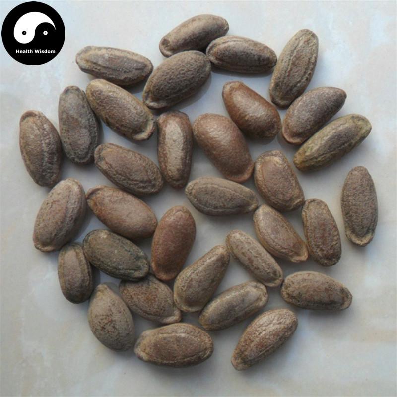 Gua Lou Zi 瓜蒌子, Gua Lou Ren, Snakegourd Seed, Semen Trichosanthis-Health Wisdom™