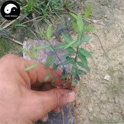 Gua Zi Jin 瓜子金, Herba Polygalae Japonicae, Japanese Milkwort Herb-Health Wisdom™