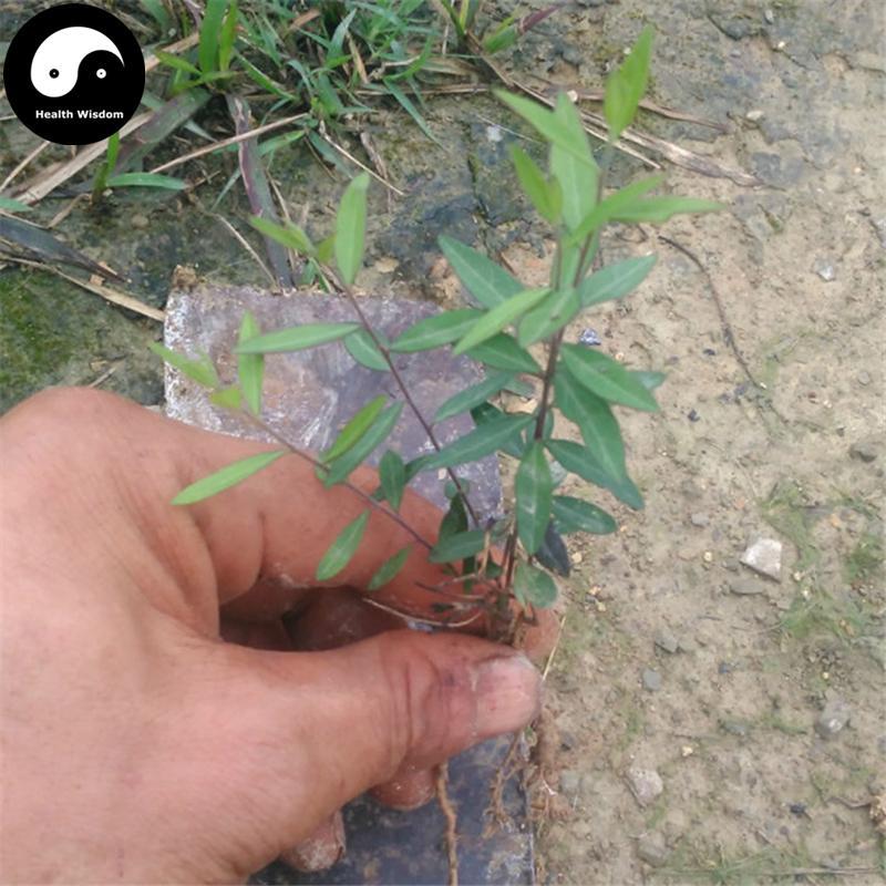 Gua Zi Jin 瓜子金, Herba Polygalae Japonicae, Japanese Milkwort Herb-Health Wisdom™