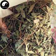 Gua Zi Jin 瓜子金, Herba Polygalae Japonicae, Japanese Milkwort Herb-Health Wisdom™