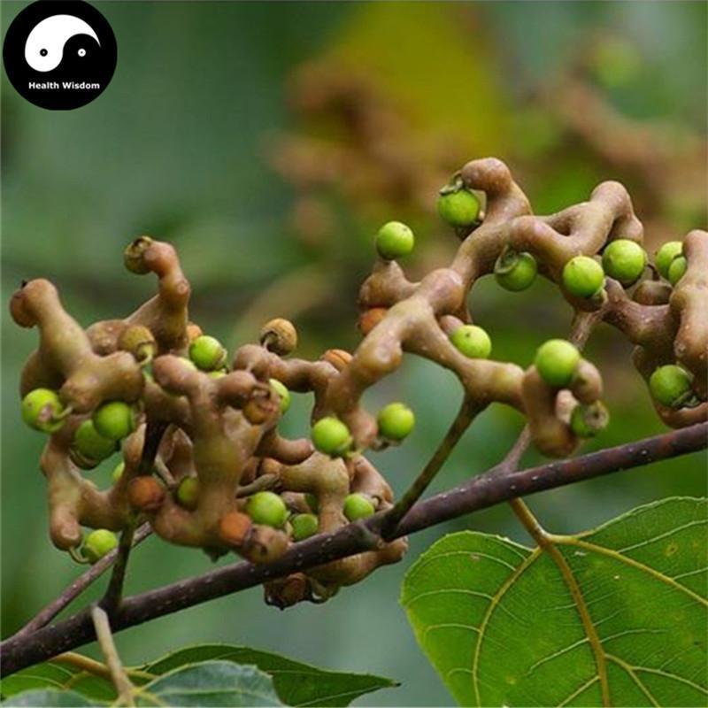 Guai Zao 拐枣, Ji Zhua Li, Zhi Ju Zi, Fructus Hoveniae, Raisin Tree Fruit-Health Wisdom™