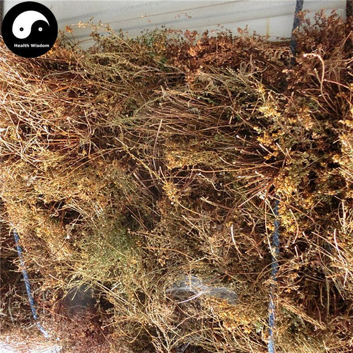 Guan Ye Lian Qiao 貫葉連翹, Common St.John's Wort Herb, Herba Hypericum Perforatum-Health Wisdom™
