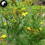Guan Ye Lian Qiao 貫葉連翹, Common St.John's Wort Herb, Herba Hypericum Perforatum-Health Wisdom™