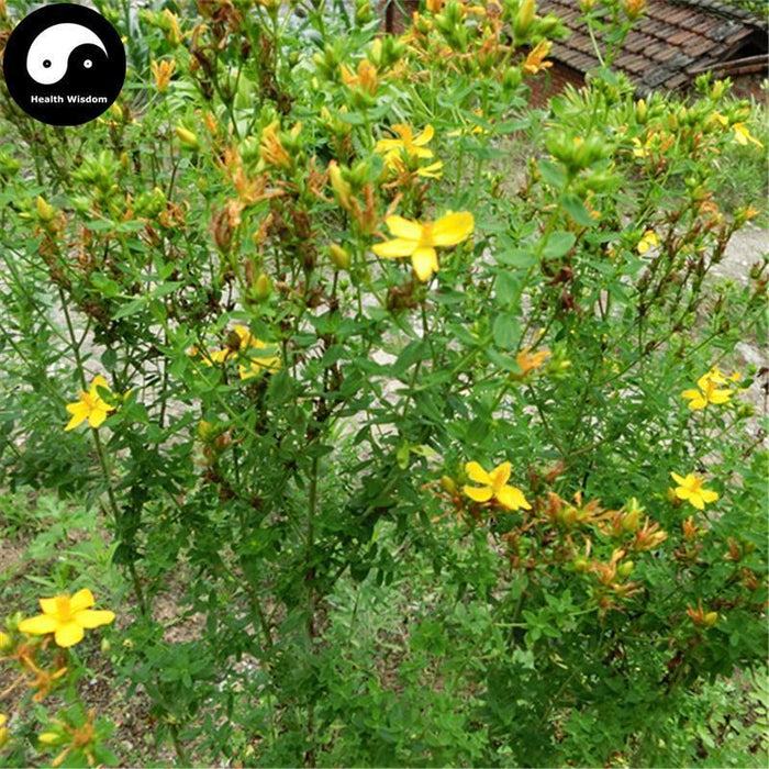 Guan Ye Lian Qiao 貫葉連翹, Common St.John's Wort Herb, Herba Hypericum Perforatum-Health Wisdom™