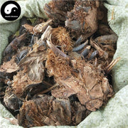 Guan Zhong 貫眾, Cyrtomium Rhizome, Rhizoma Cyrtomii, Guan Jie-Health Wisdom™