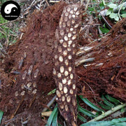 Guan Zhong 貫眾, Cyrtomium Rhizome, Rhizoma Cyrtomii, Guan Jie-Health Wisdom™