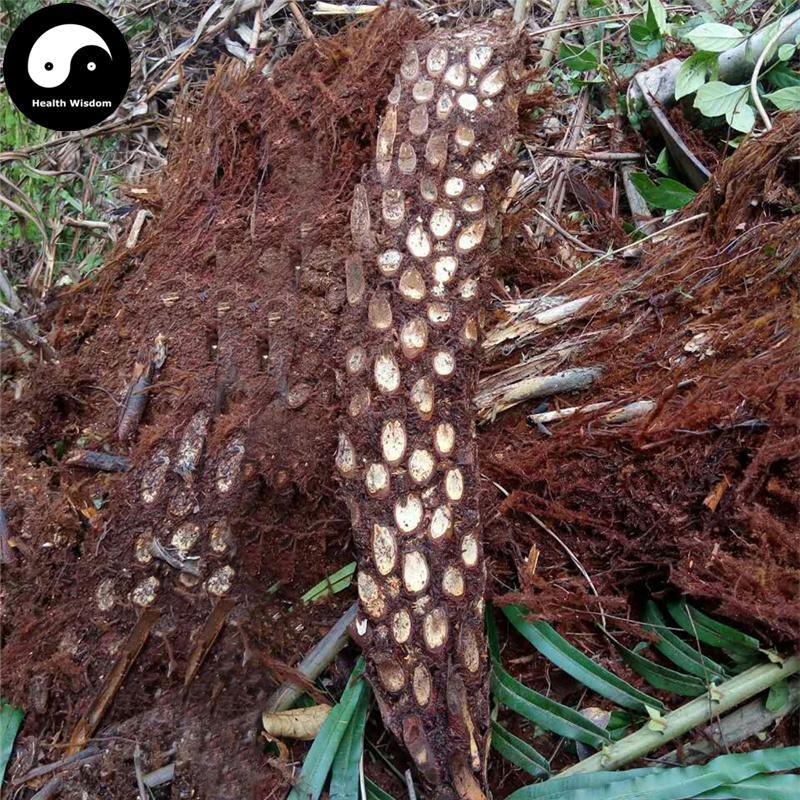 Guan Zhong 貫眾, Cyrtomium Rhizome, Rhizoma Cyrtomii, Guan Jie-Health Wisdom™