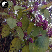 Guang Dong Zi Zhu 廣東紫珠, Callicarpa kwangtungensis Chun, Gan Feng Chai-Health Wisdom™