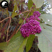 Guang Dong Zi Zhu 廣東紫珠, Callicarpa kwangtungensis Chun, Gan Feng Chai-Health Wisdom™