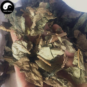 Guang Dong Zi Zhu 廣東紫珠, Callicarpa kwangtungensis Chun, Gan Feng Chai-Health Wisdom™
