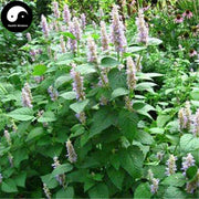 Guang Huo Xiang 廣藿香, Cablin Potchouli Herb, Herba Pogostemonis, Wrinkled Gianthyssop Herb-Health Wisdom™