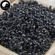 Guangxi Hei Ma Yi 黑蚂蚁, Polyrachis Ants, Black Ant, Animal Tonic-Health Wisdom™