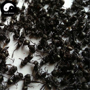 Guangxi Hei Ma Yi 黑蚂蚁, Polyrachis Ants, Black Ant, Animal Tonic-Health Wisdom™
