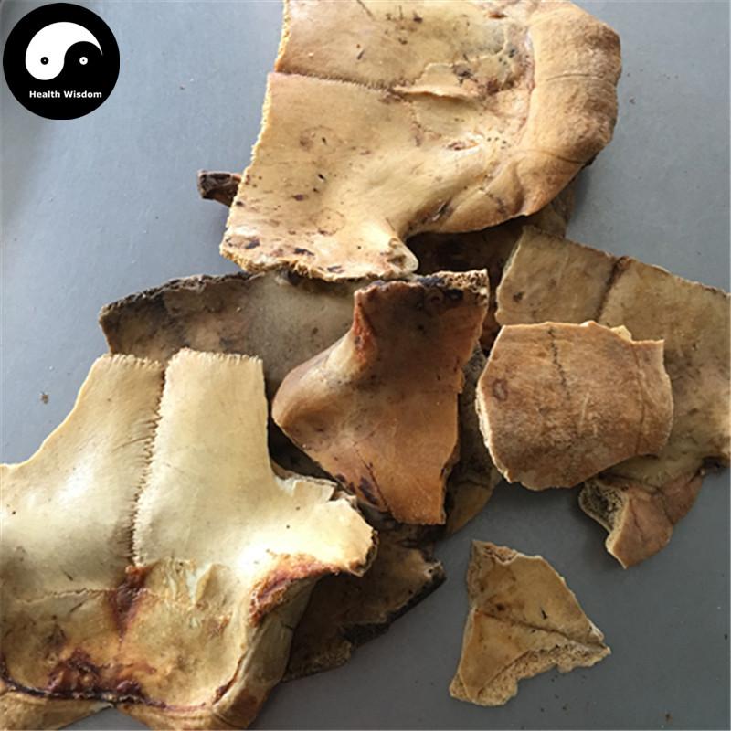 Gui Ban 龟板, Plastrum Testudinis, Tortoise Plastron, Zhi Gui Jia-Health Wisdom™
