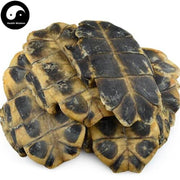Gui Ban 龟板, Plastrum Testudinis, Tortoise Plastron, Zhi Gui Jia-Health Wisdom™