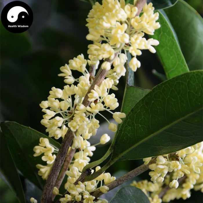Gui Flower Buy Best Herb Gui Hua 桂花, Flos Osmanthi Fragrantis, Mu Xi Hua, Sweet ...