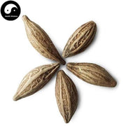 Gui Hua Zi 桂花子, Cassia Bud, Osmanthus Fragrans-Health Wisdom™