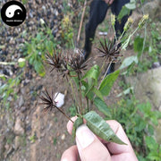 Gui Zhen Cao 鬼針草, Sticktight Herb, Herba Bidens Pilosa-Health Wisdom™