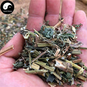 Gui Zhen Cao 鬼針草, Sticktight Herb, Herba Bidens Pilosa-Health Wisdom™