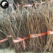 Gui Zhi 桂枝, Ramulus Cinnamomi, Cassia Twig, Cassiabarktree Branchlet-Health Wisdom™