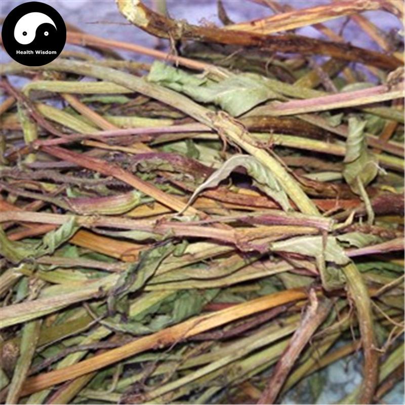 Guo Tang She 过塘蛇, Herba Ludwigia Adscendens, Guo Jiang Long-Health Wisdom™
