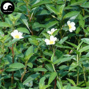 Guo Tang She 过塘蛇, Herba Ludwigia Adscendens, Guo Jiang Long-Health Wisdom™