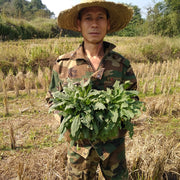 Ha Ma Cao 蛤蟆草, Herba Tea Bothriospermum Chinense, Xue Jian Cao, Li Zhi Cao 荔枝草-Health Wisdom™