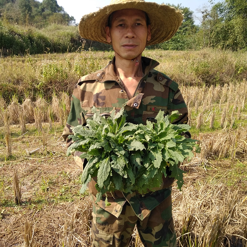 Ha Ma Cao 蛤蟆草, Herba Tea Bothriospermum Chinense, Xue Jian Cao, Li Zhi Cao 荔枝草-Health Wisdom™