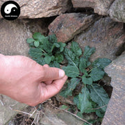 Ha Ma Cao 蛤蟆草, Herba Tea Bothriospermum Chinense, Xue Jian Cao, Li Zhi Cao 荔枝草-Health Wisdom™