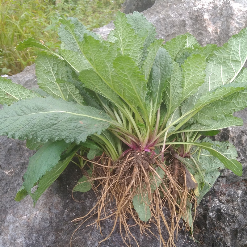 Ha Ma Cao 蛤蟆草, Herba Tea Bothriospermum Chinense, Xue Jian Cao, Li Zhi Cao 荔枝草-Health Wisdom™