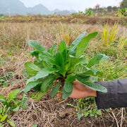 Ha Ma Cao 蛤蟆草, Herba Tea Bothriospermum Chinense, Xue Jian Cao, Li Zhi Cao 荔枝草-Health Wisdom™